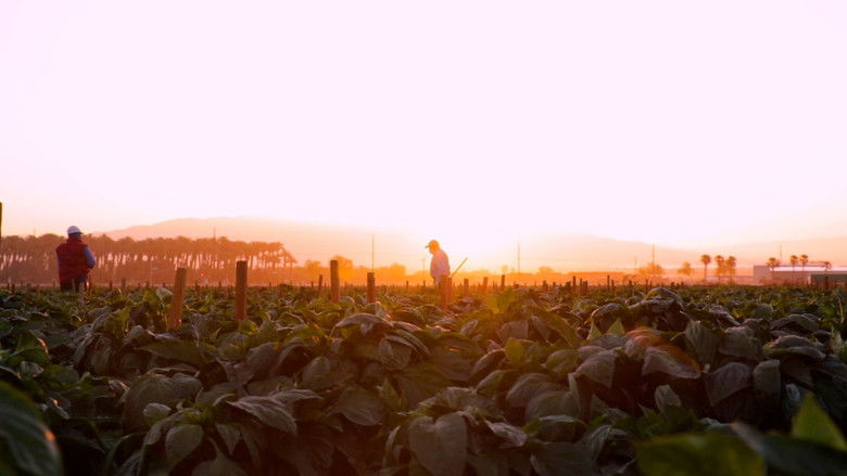 кадр из фильма Jornalero