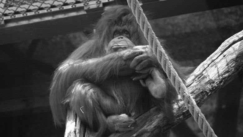 кадр из фильма Nénette