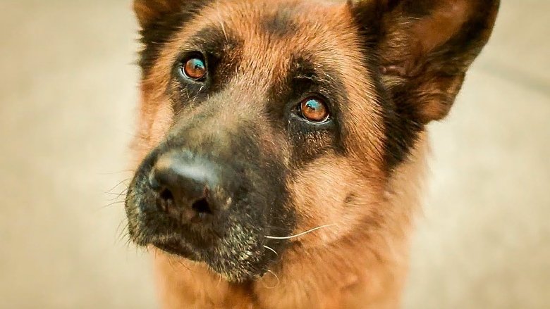 кадр из фильма Пальма