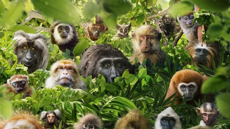 кадр из фильма Dans le secret des primates