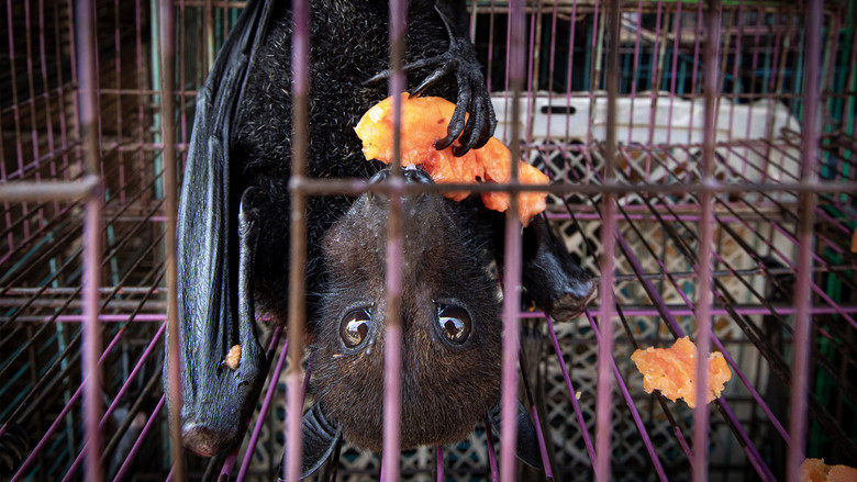 кадр из фильма Corona: The Pandemic and the Pangolin