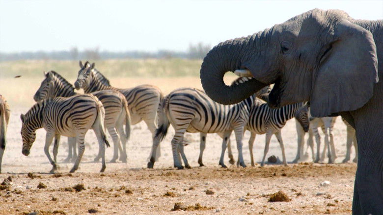 кадр из фильма Wild Voices: The Mighty Force of the Animal Kingdom