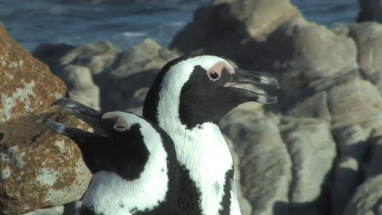 кадр из фильма The African Penguin