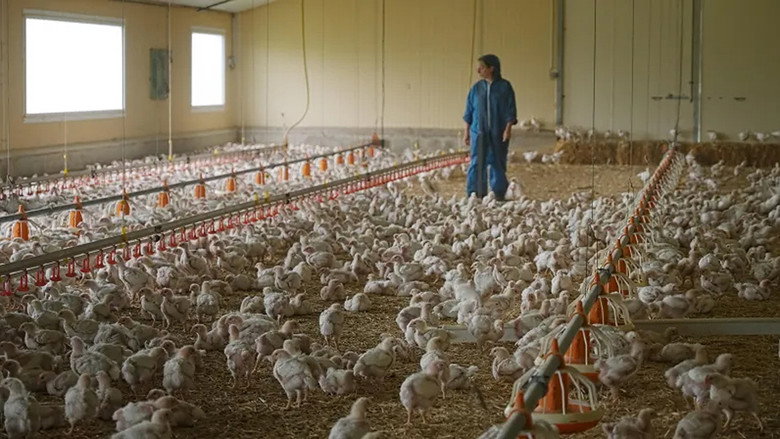 кадр из фильма Poulet mania