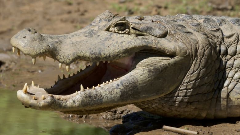 кадр из фильма Brazil's Emerald Oasis