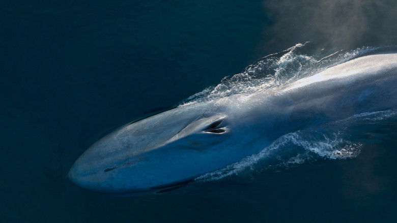 кадр из фильма Киты: Стражи планеты