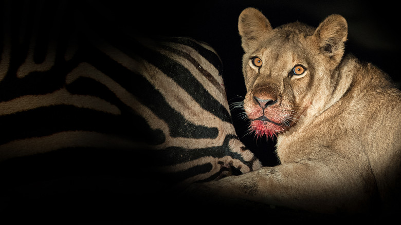 кадр из фильма Game of Lions