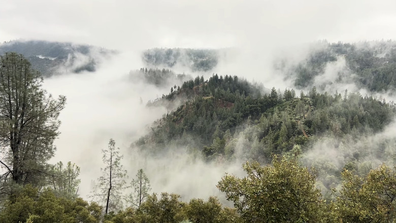 кадр из фильма Fungal Forest