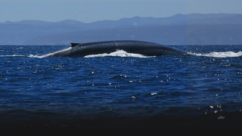 кадр из фильма Kingdom of the Blue Whale
