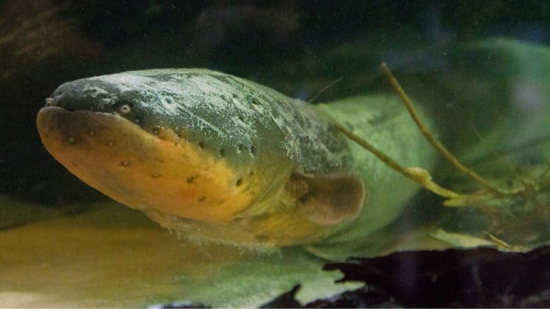 кадр из фильма Electric Amazon