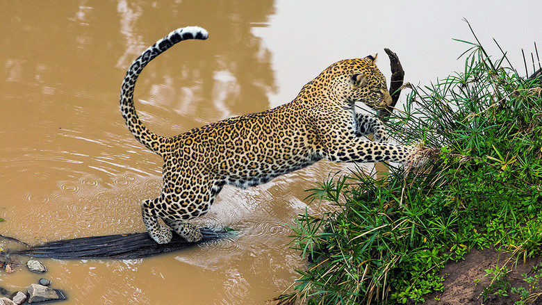 кадр из фильма Die Leopardin