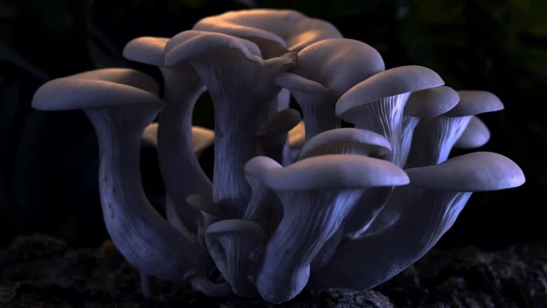 кадр из фильма Фантастические грибы