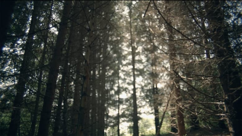 кадр из фильма Saját erdő