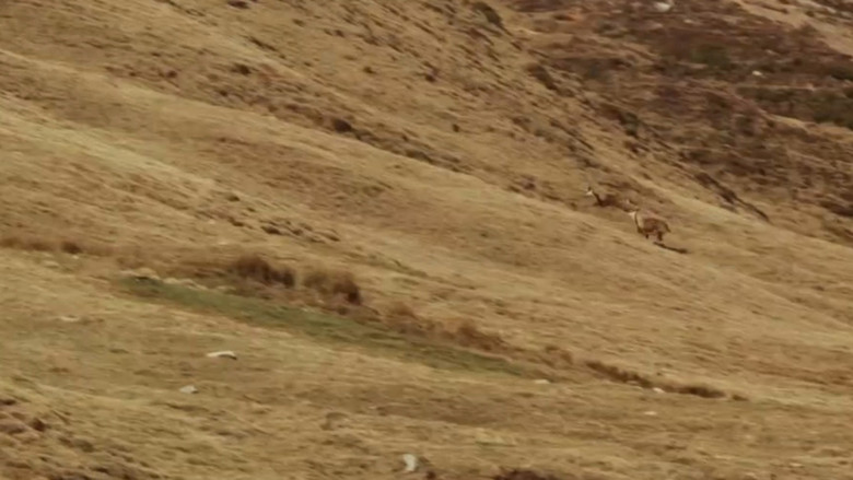 кадр из фильма Salvajes, El Cuento Del Lobo