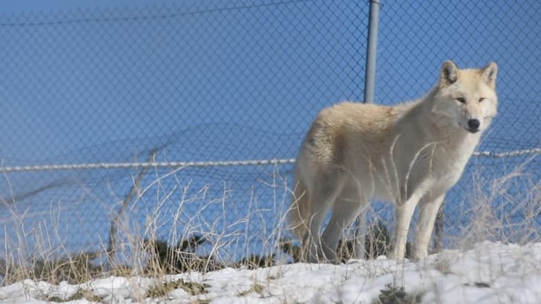 кадр из фильма The First Canines