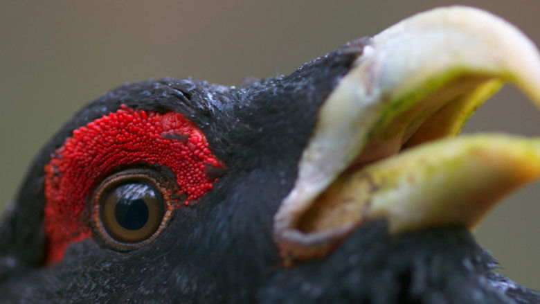 кадр из фильма Sengirė