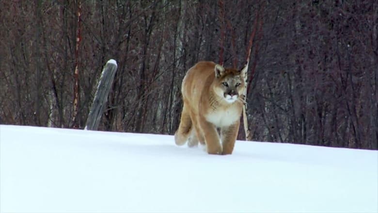 кадр из фильма Puma, le fantôme du Gévaudan