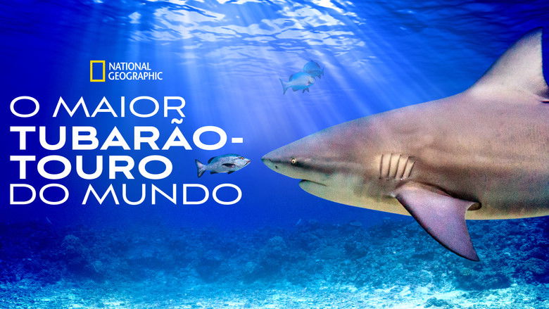 кадр из фильма Самая огромная акула-бык