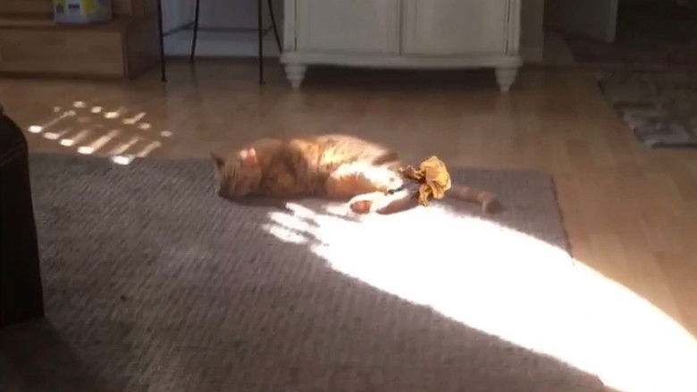 кадр из фильма The Adventures of Murphy the Cat #10