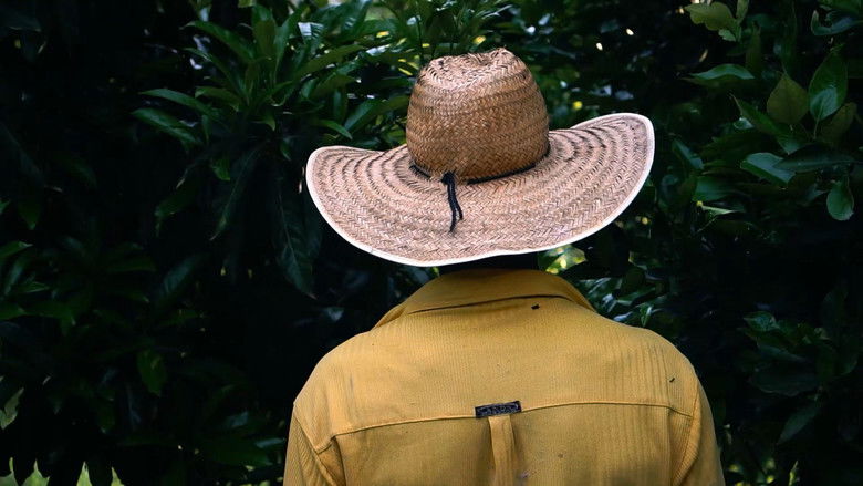 кадр из фильма Bauxita