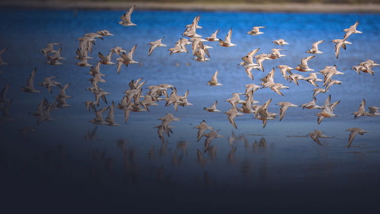 кадр из фильма Brasil Azul