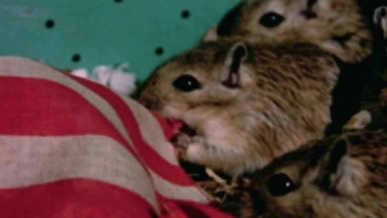кадр из фильма Rat Life and Diet in North America