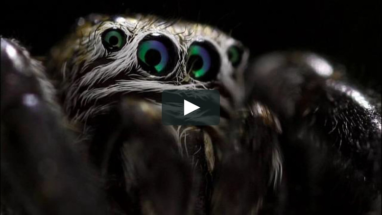 Le Règne de l'araignée