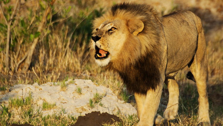 кадр из фильма Wild Botswana