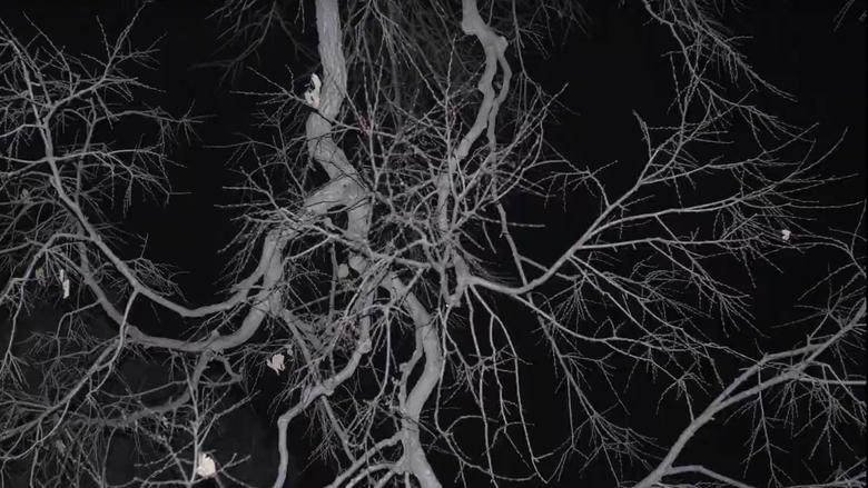 кадр из фильма Lack of Organization