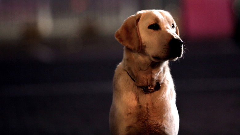 кадр из фильма 小狗奶瓶