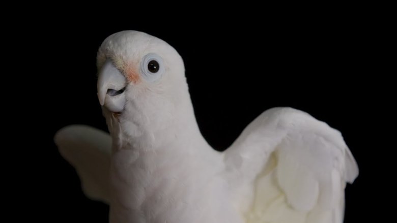 кадр из фильма Parrot Kindergarten