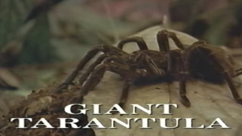 кадр из фильма Predators of the Wild: Giant Tarantula