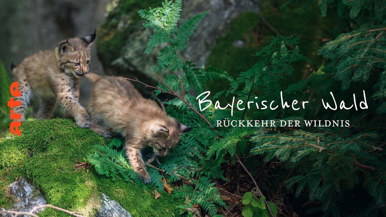 кадр из фильма Der wilde Wald