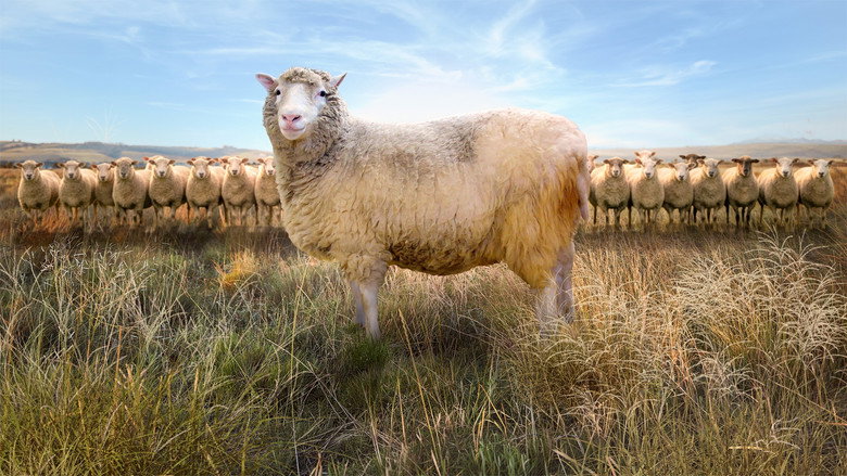 Dolly: The World's Most Famous Sheep