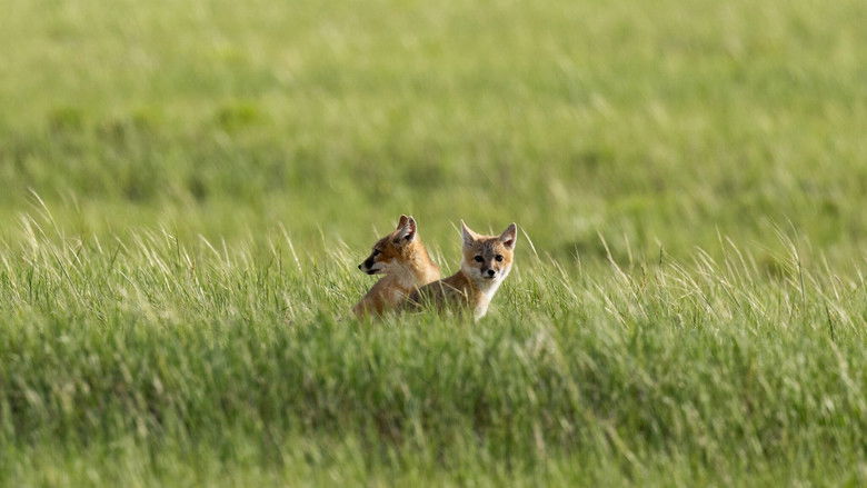 кадр из фильма The Return of Nóouhàh-Toka’na