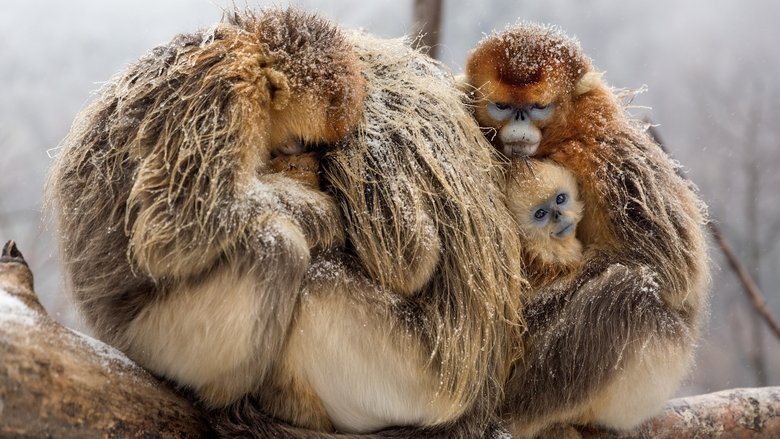 кадр из фильма Рождённые в Китае