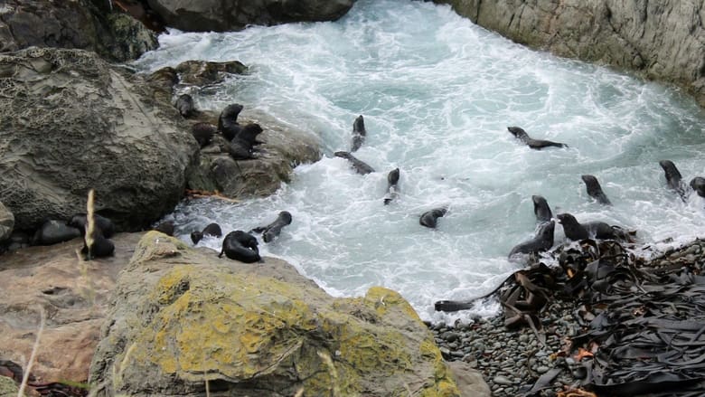 кадр из фильма Fur Seals