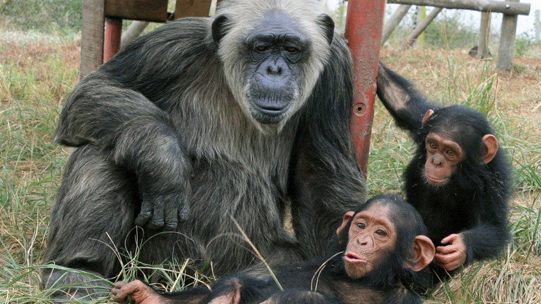 кадр из фильма Schimpansen im Kongo mit Jane Goodall