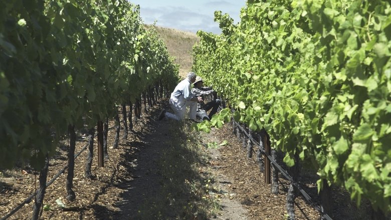 кадр из фильма Living Wine