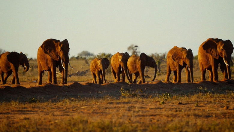 кадр из фильма Кровавые бивни