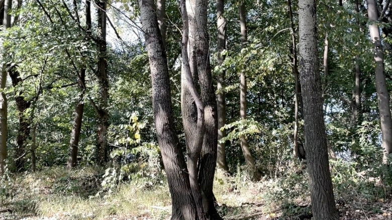 кадр из фильма Statusbericht