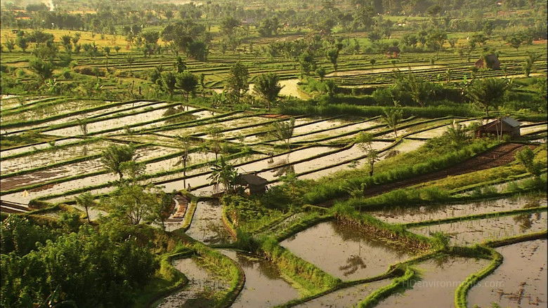 кадр из фильма Living Landscapes: Bali