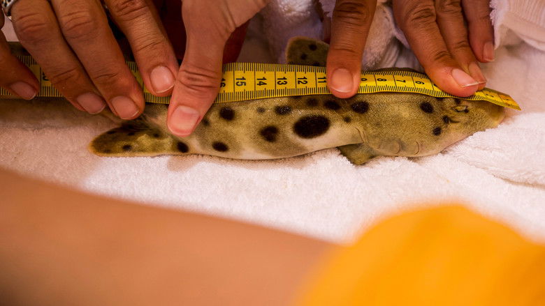 кадр из фильма Baby Sharks