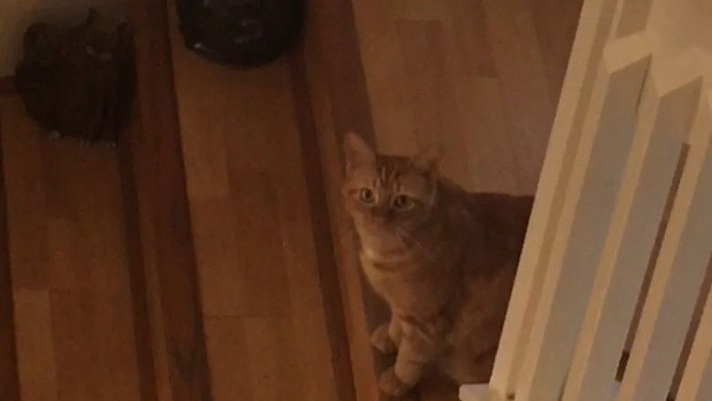 кадр из фильма The Adventures of Murphy the Cat #5