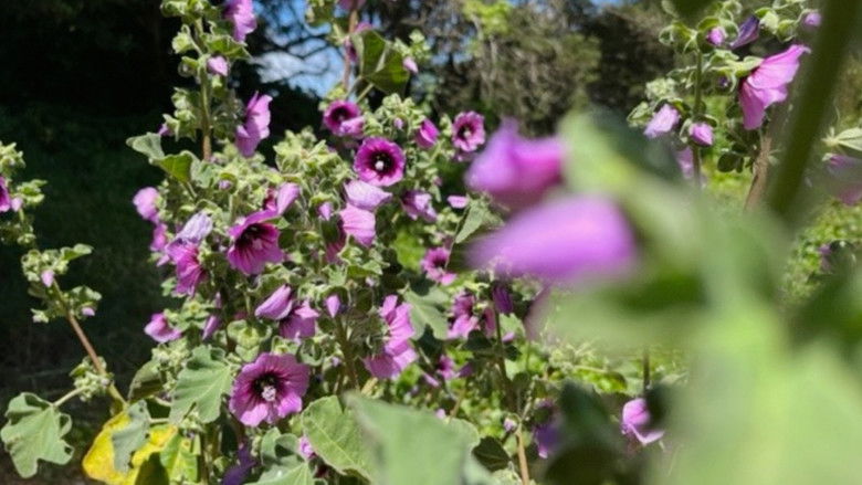 кадр из фильма Caracole (for Izcali)