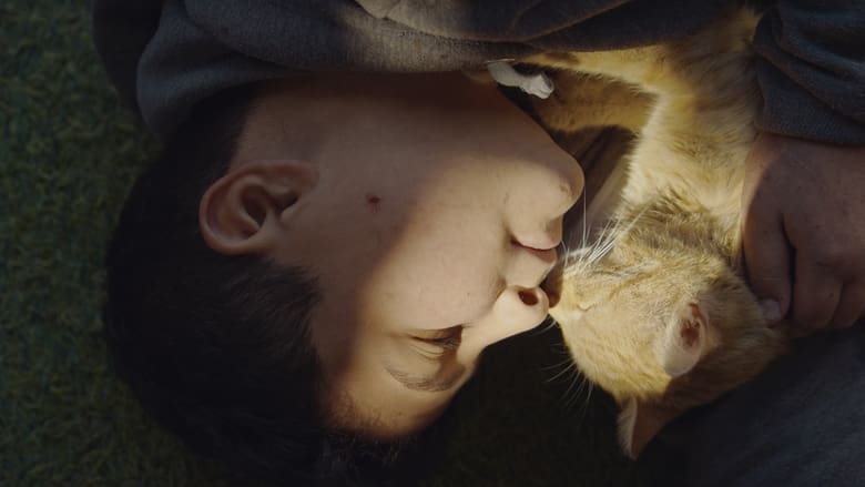 кадр из фильма Kedi Adam