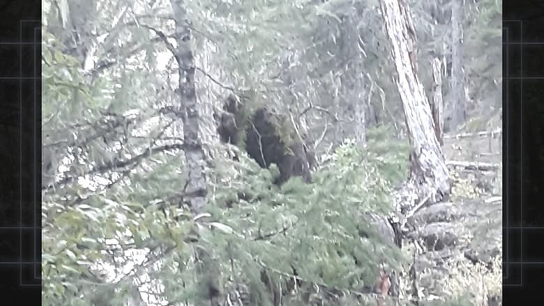 кадр из фильма Bigfoot Evidence: Oregon