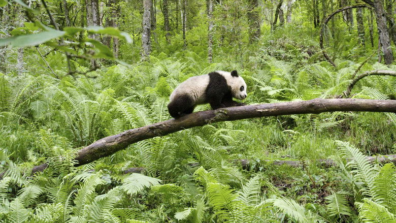 кадр из фильма Земля: Один потрясающий день