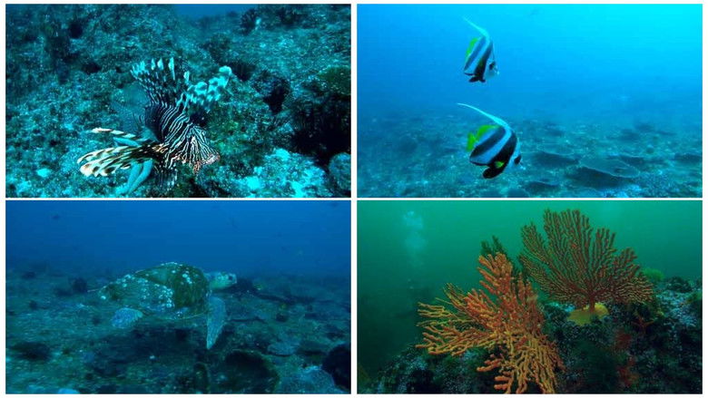 Dive 3D - Magische Unterwasserwelten