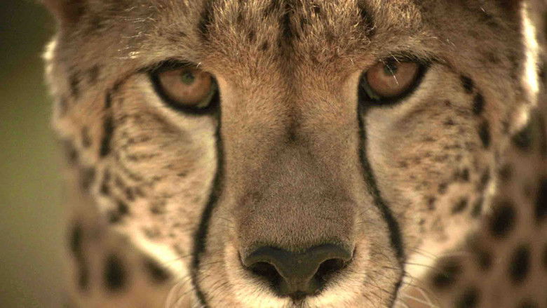 кадр из фильма Serengeti Speed Queen